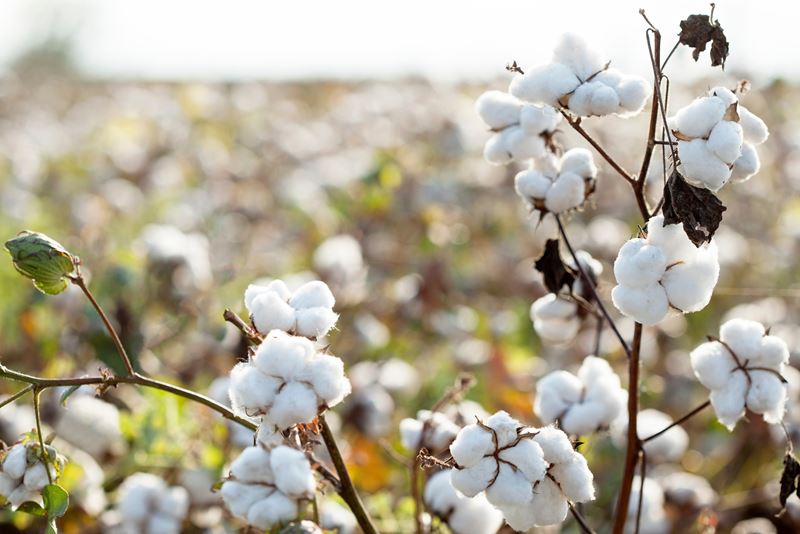  cotton plantation background farming concept 